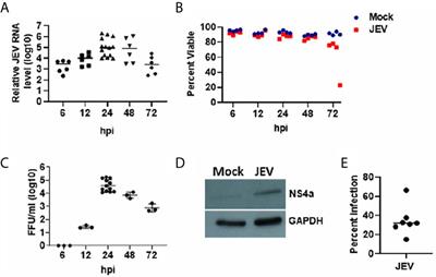 Japanese Encephalitis Virus Infected <mark class="highlighted">Human Monocyte-Derived Dendritic Cells</mark> Activate a Transcriptional Network Leading to an Antiviral Inflammatory Response